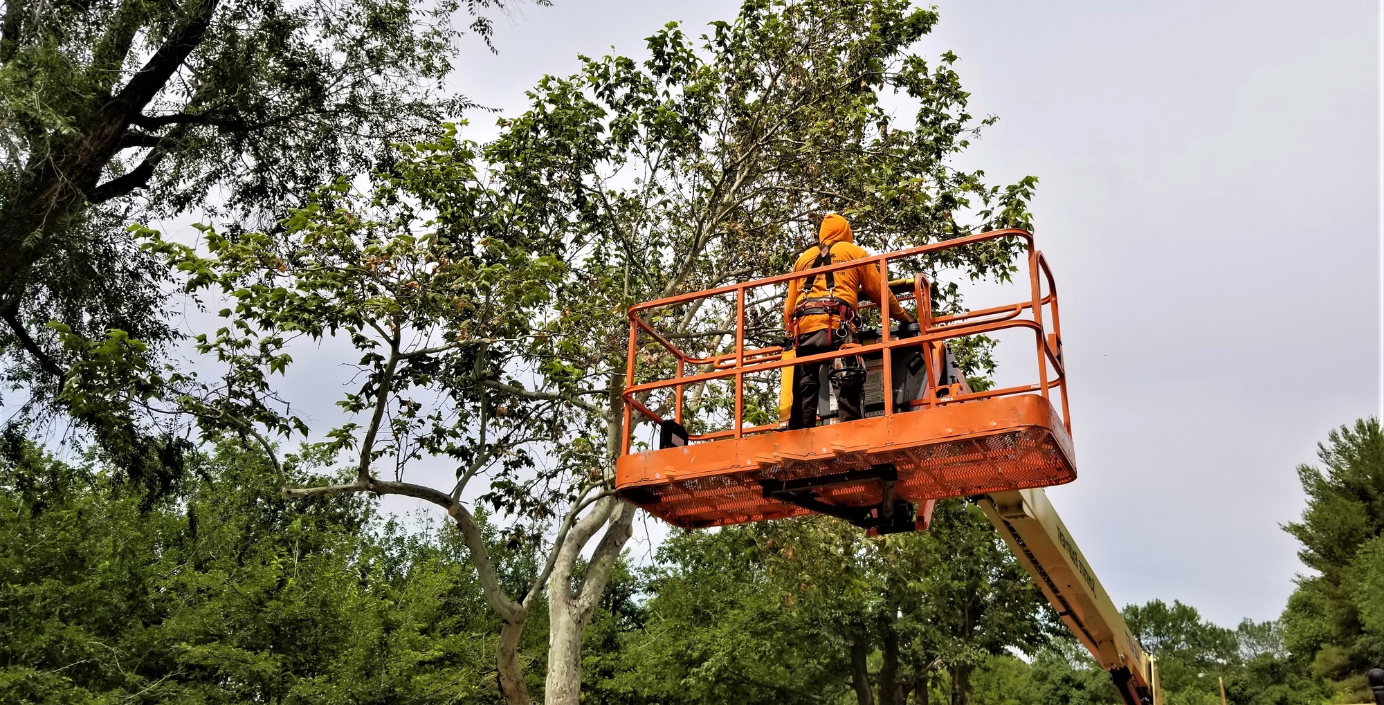 Life in the Suburbs! Tree trimmer keeping the trees manicured.