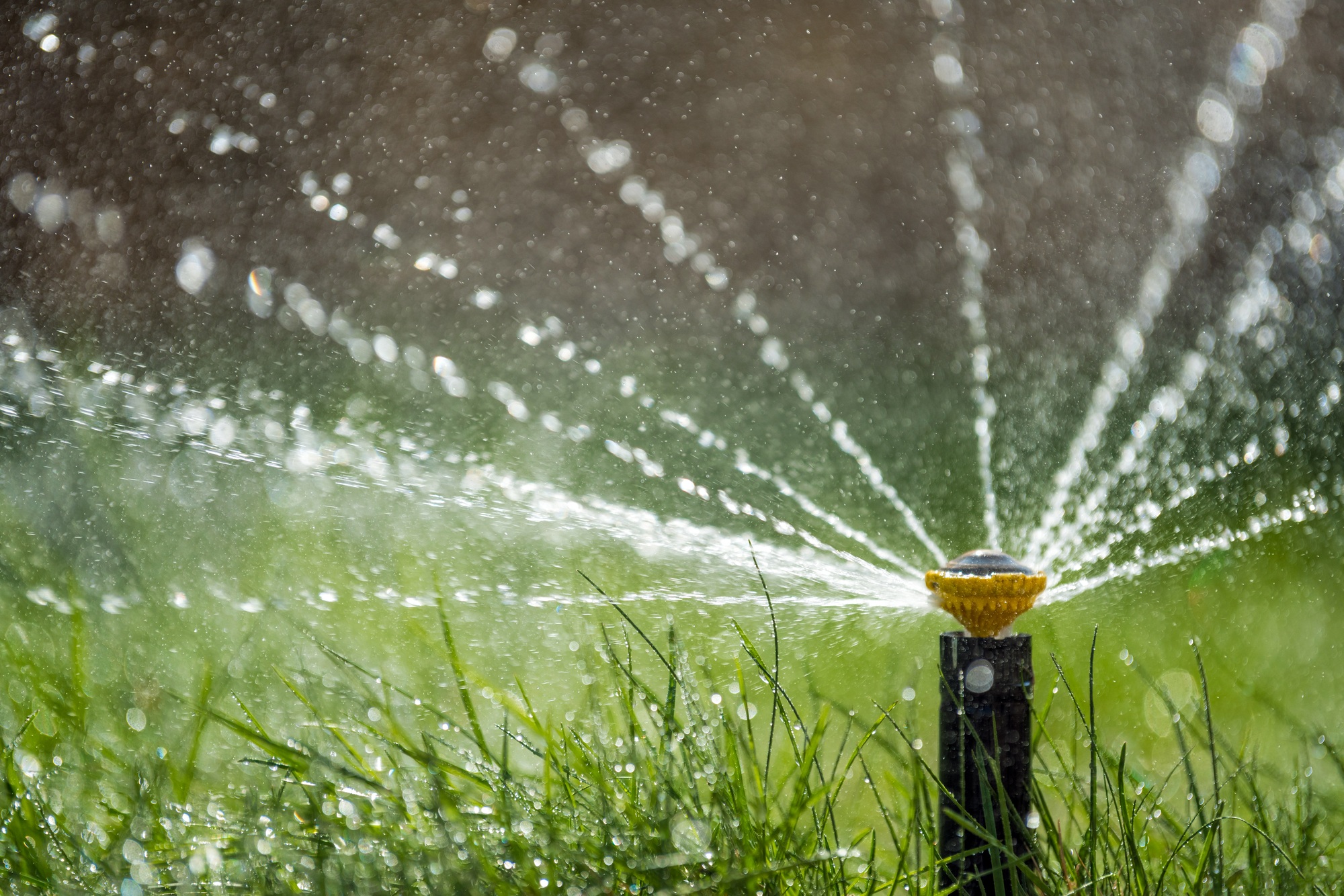 Sprinkler in action watering grass